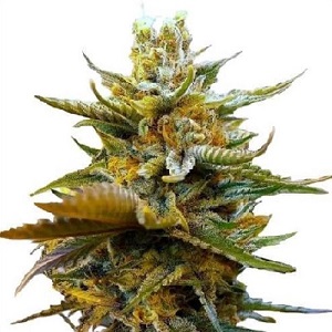 G13 Marijuana Seeds