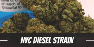 NYC Diesel Cannabis Strain