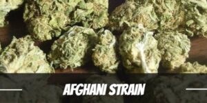 Afghan Cannabis Strain