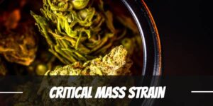 Critical Mass Cannabis Strain