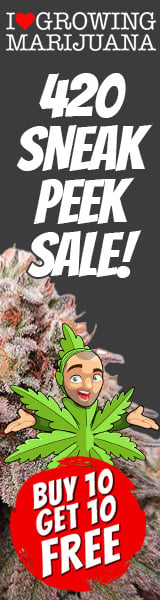 Early 420 Marijuana Seeds Sale