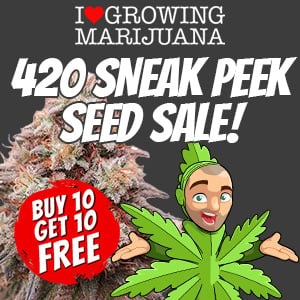 ILGM Seeds 420 Marijuana Seeds Sale