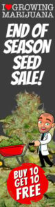 End Of Season Marijuana Seeds Sale