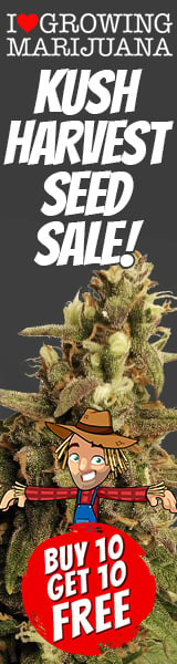 Kush Marijuana Seeds Sale