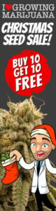 Marijuana Seeds Christmas Sale