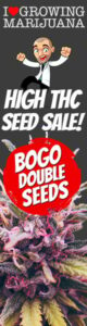 High THC Marijuana Seeds Sale