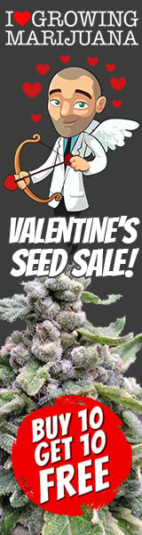 Valentines Day Marijuana Seeds Sale