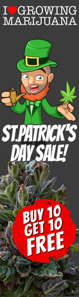 ST. Patrick's Day Marijuana Seeds Sale