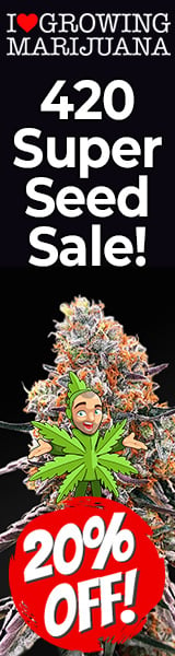 420 Marijuana Seeds Promotion 2024
