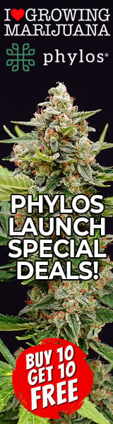 Phylos Marijuana Seeds Offer