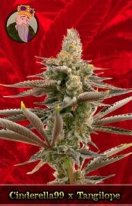 Cinderella 99 X Tangilope Feminized Cannabis Seeds